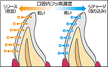 口腔内フッ素濃度